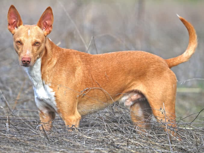 Podenco Canario Charakter Haltung Pflege podenco-canario-charakter-haltung-pflege