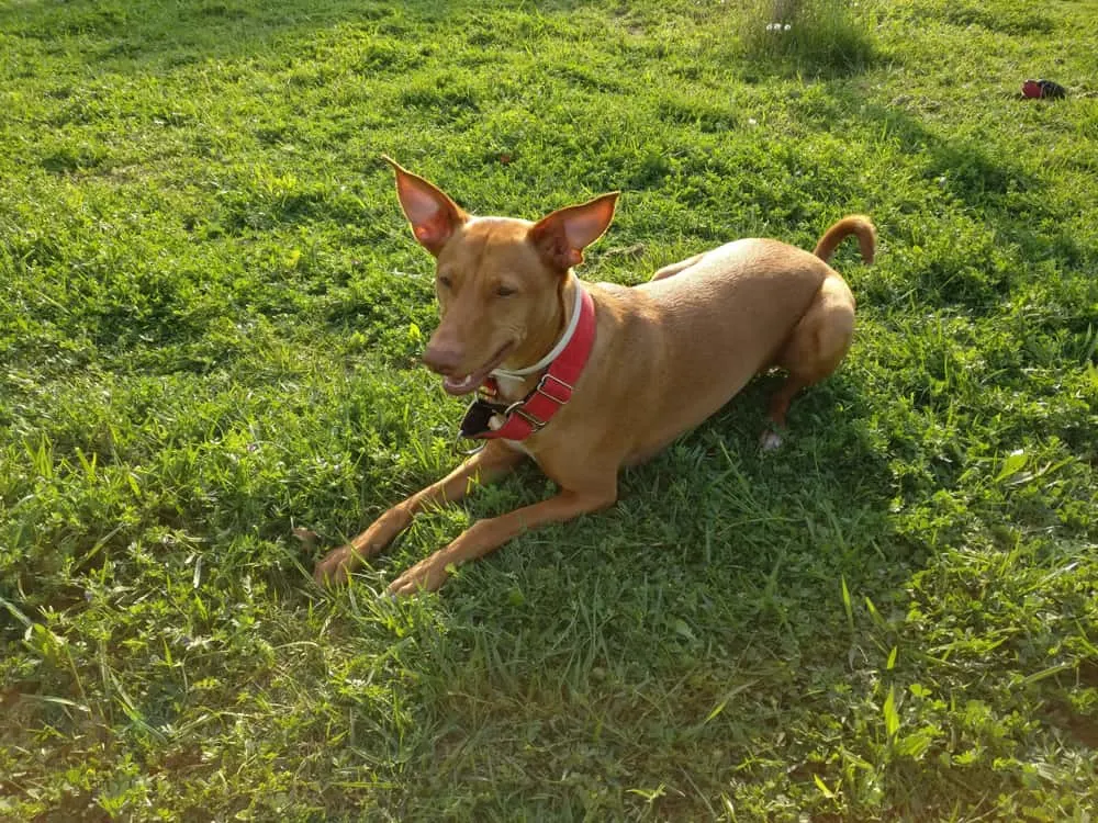 Podenco Andaluz rastet auf dem Rasen