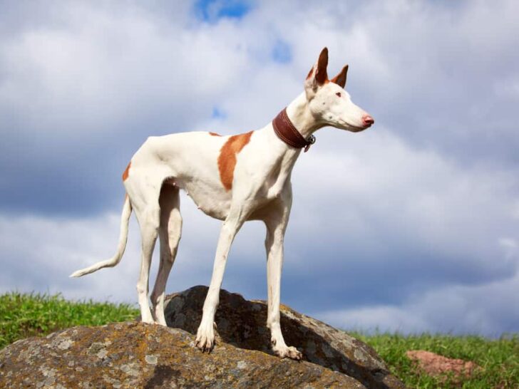 Podenco Ibicenco