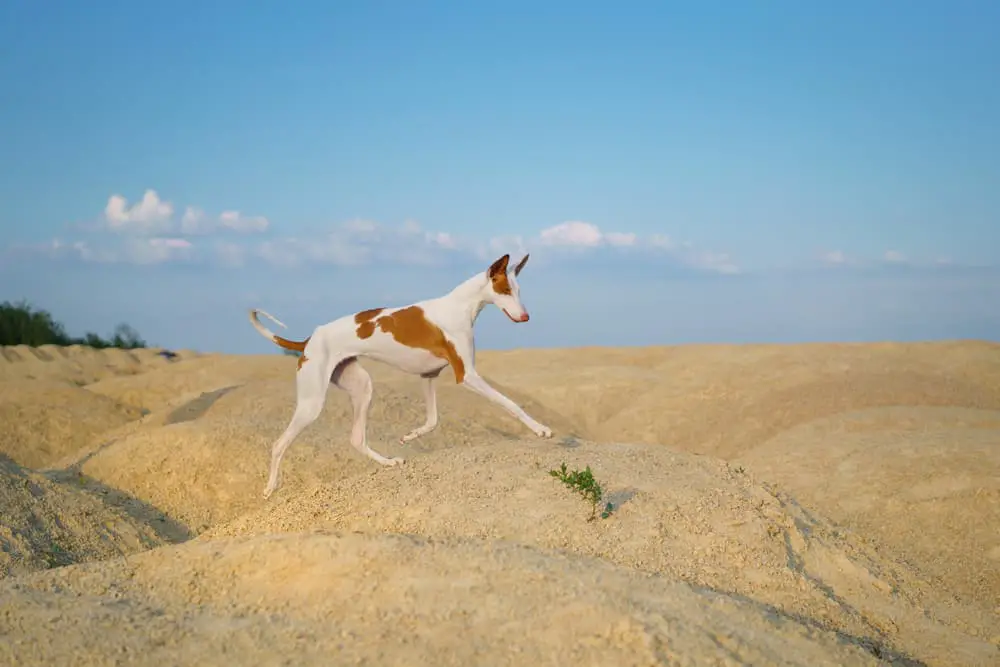 Podenco Ibicenco springt durch die Sanddünen