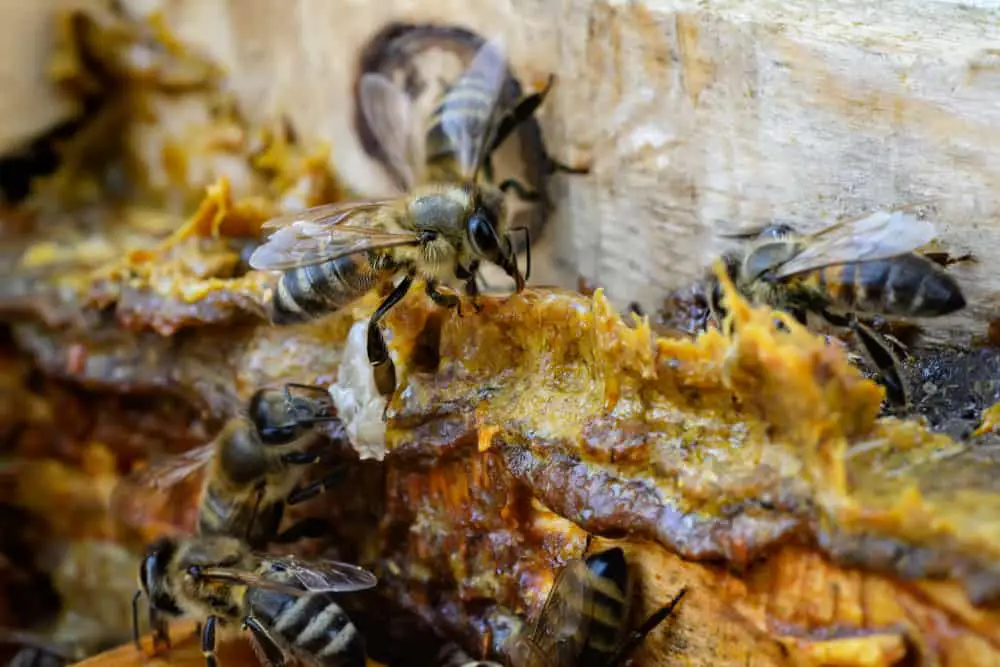 Propolis Bienenleim in einem Bienenstock