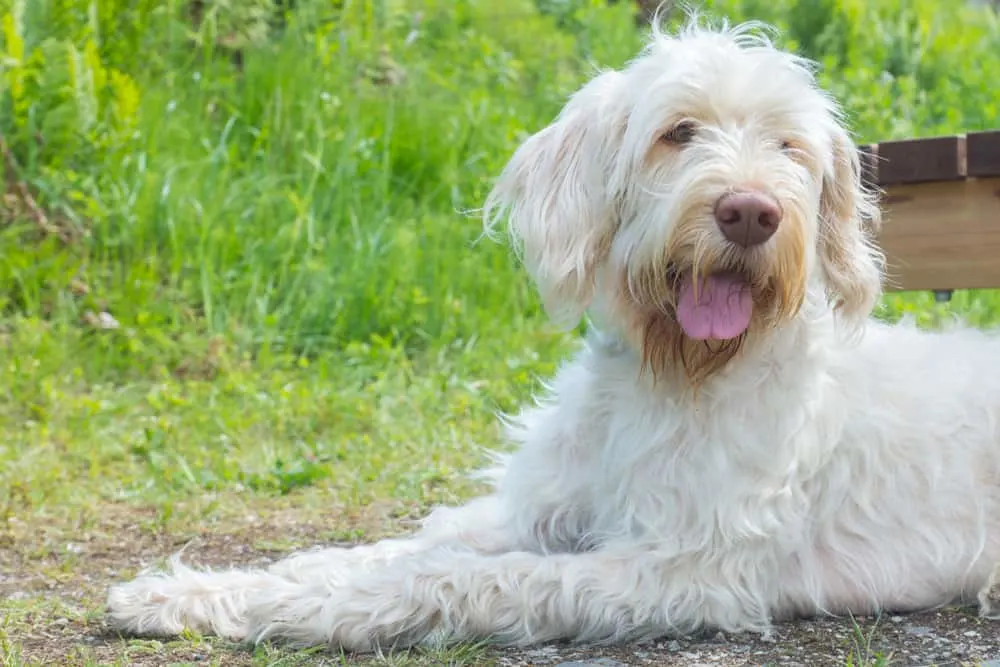 Spinone Italiano liegt auf der Wiese