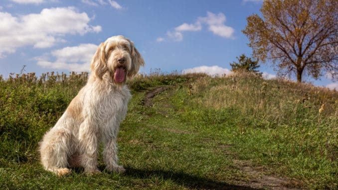 Spinone Italiano sitzt auf der Wiese