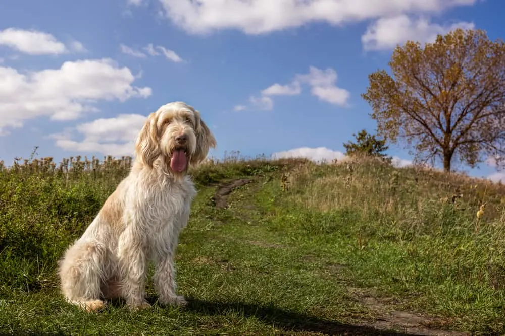 Spinone Italiano sitzt auf der Wiese