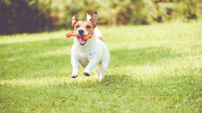 Süßer Hund spielt mit Spielzeugknochen an einem sonnigen Sommertag