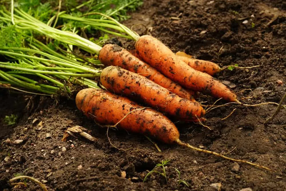 ungewaschene Karotte auf dem Boden
