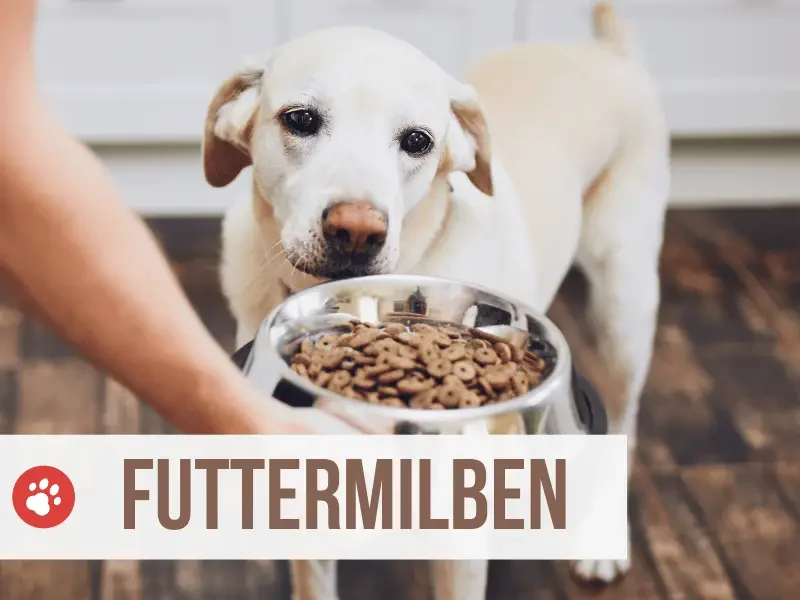 futtermilben im hundefutter