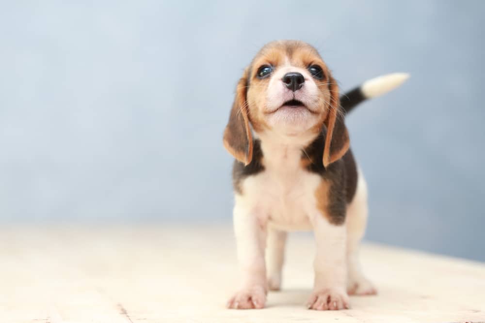 kleiner Beagle Welpe