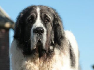 Mastín del Pirineo