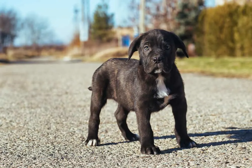 schwarzer Cane Corso Welpe