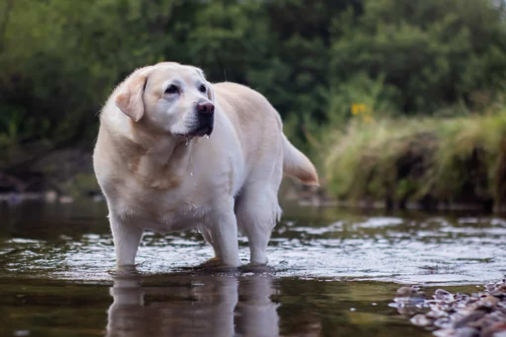übergewichtiger Hund im Wasser