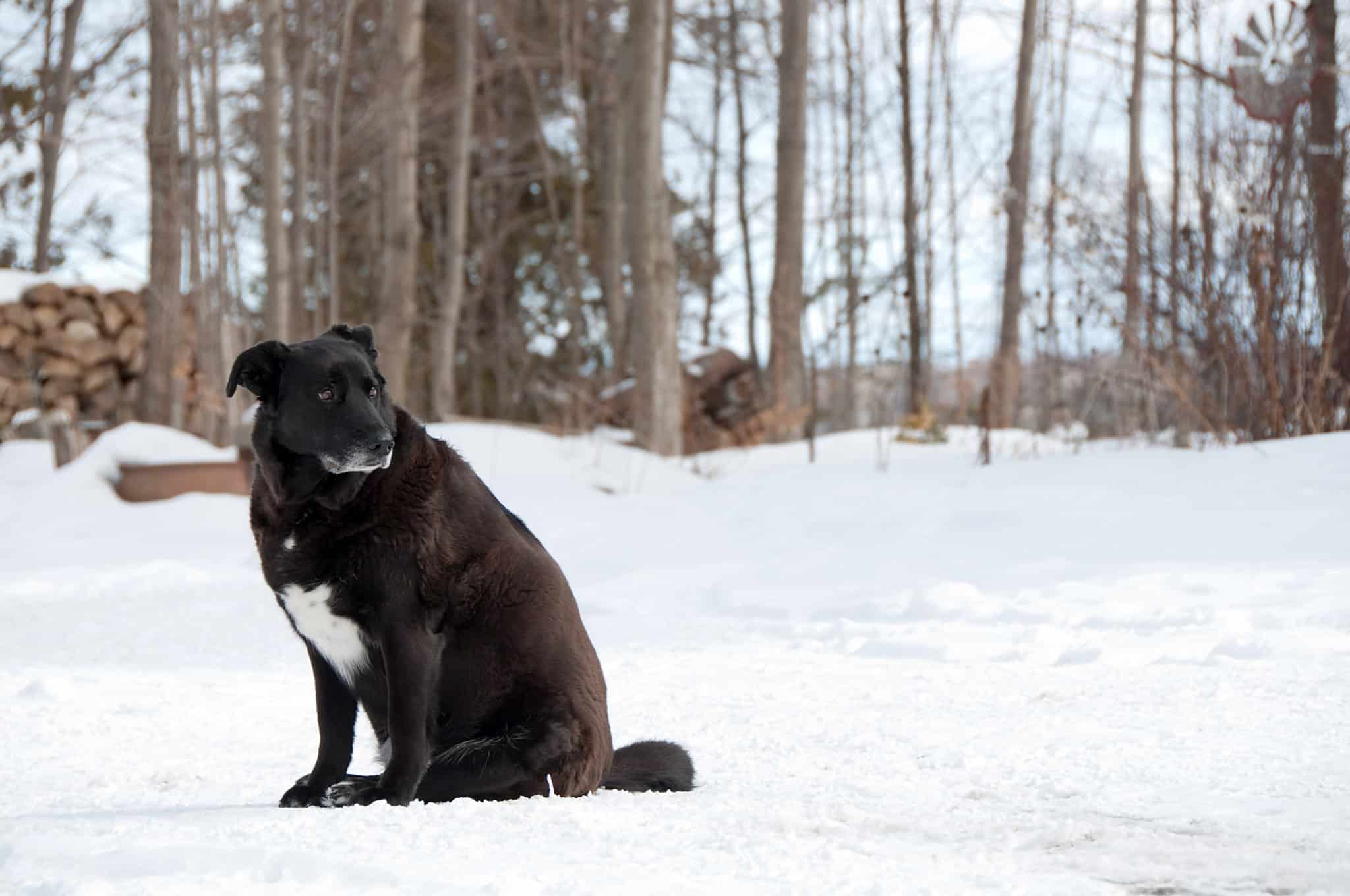 Flohsamen für den Hund 4 Anwendungen für deine Fellnase