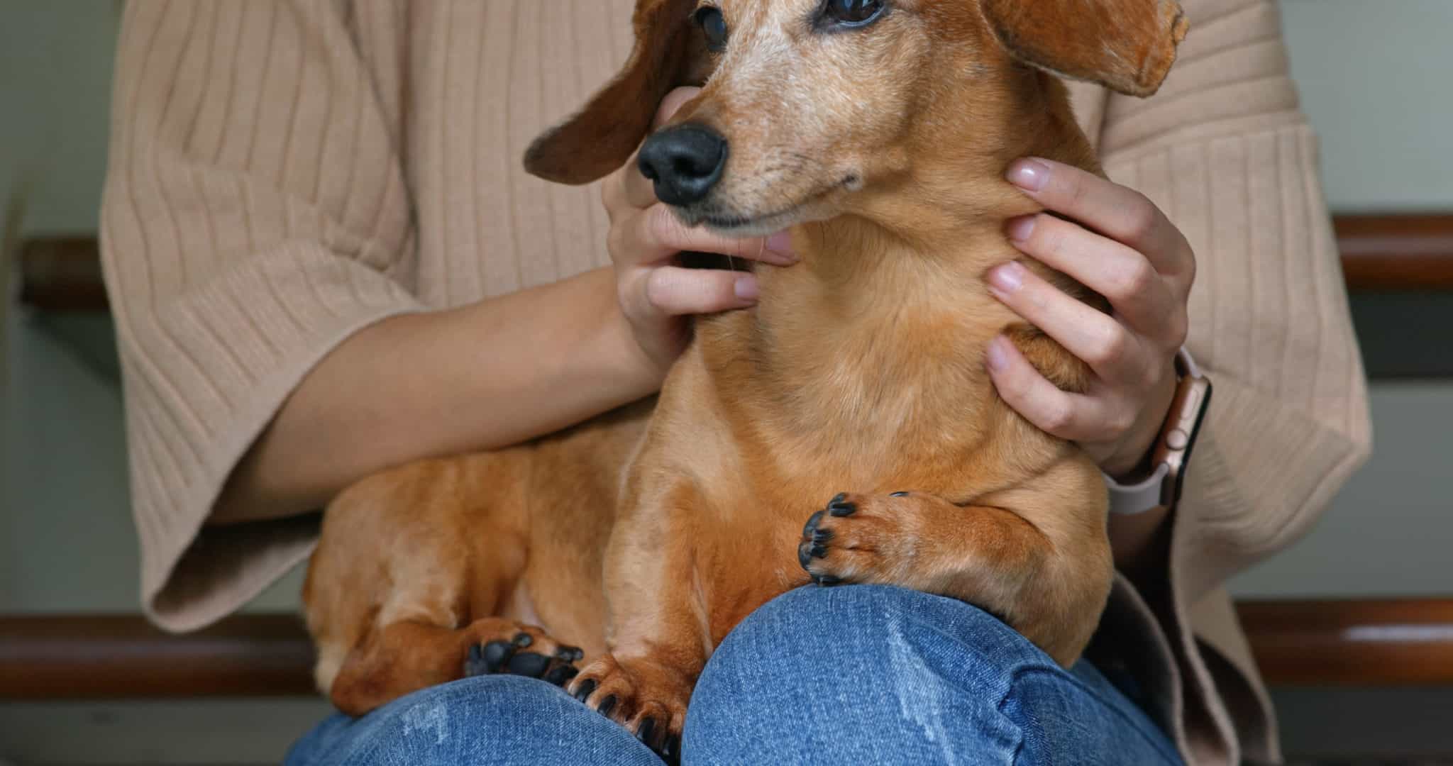 Mein Hund hat trockene Haut Ein Ernährungsproblem?