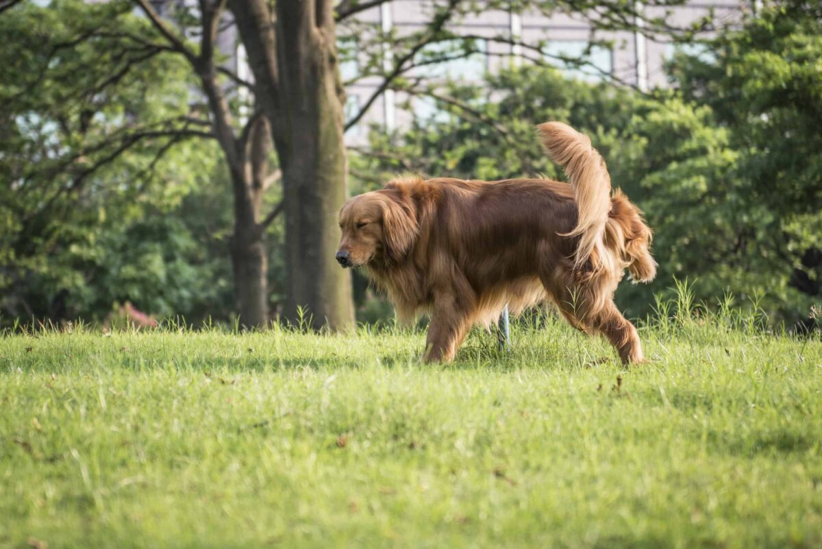 Mein Hund riecht nach Aceton 6 Ursachen & Bedeutung [2024]