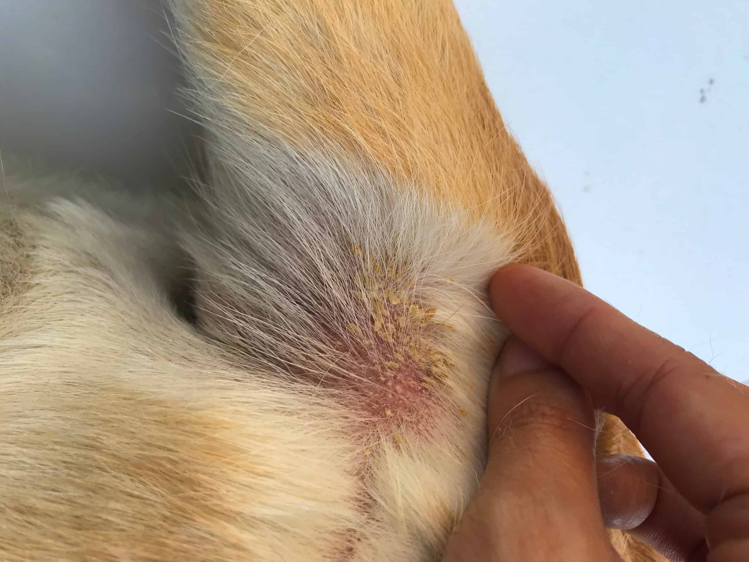 Hund Beisst Sich Pfoten Wund