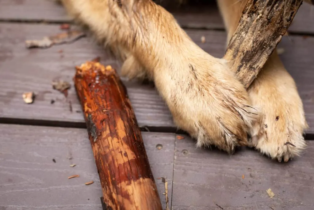 Holz und Hund VDB Photos