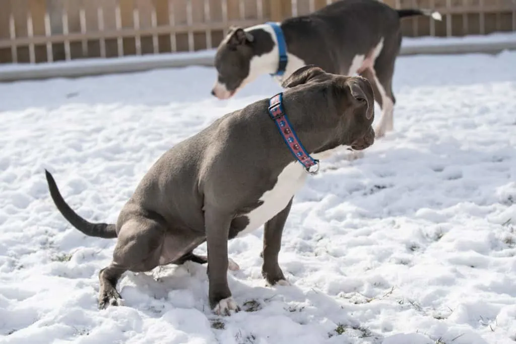 Hund Pipi in den Schnee