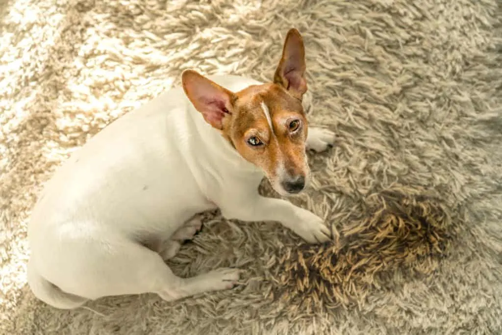 Hund auf nassem Teppich