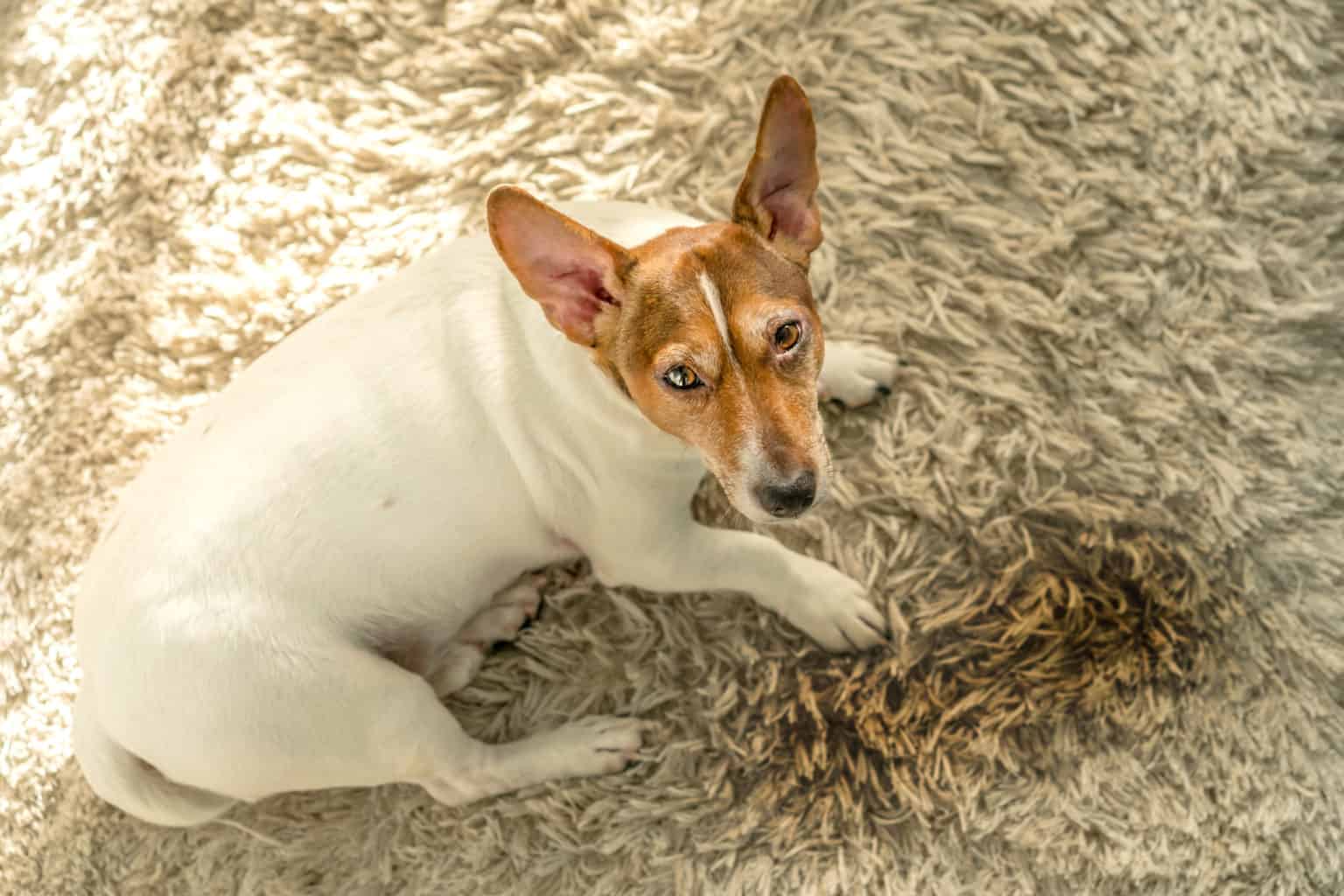 Hilfe mein Hund pinkelt nicht, was kann es sein?