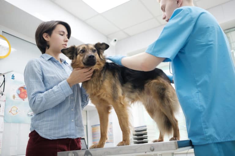 41+ neu Vorrat Hund Pinkelt In Wohnung Wenn Er Alleine Ist Hund Bellt