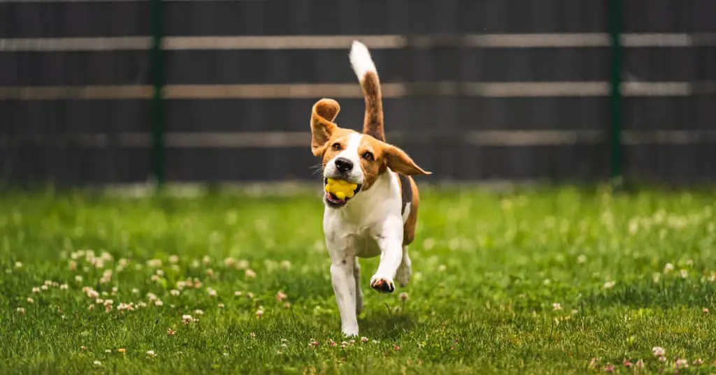 Hund holt einen gelben Ball im Garten