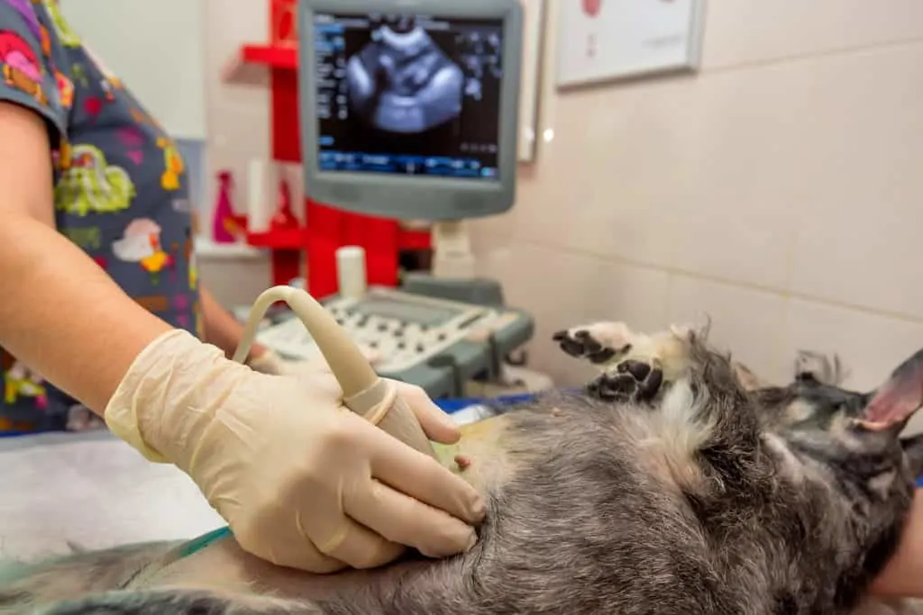 Hund im Ultraschall