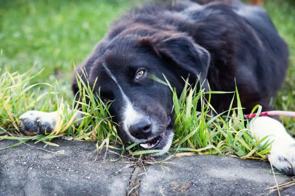 Hund isst Gras im Park