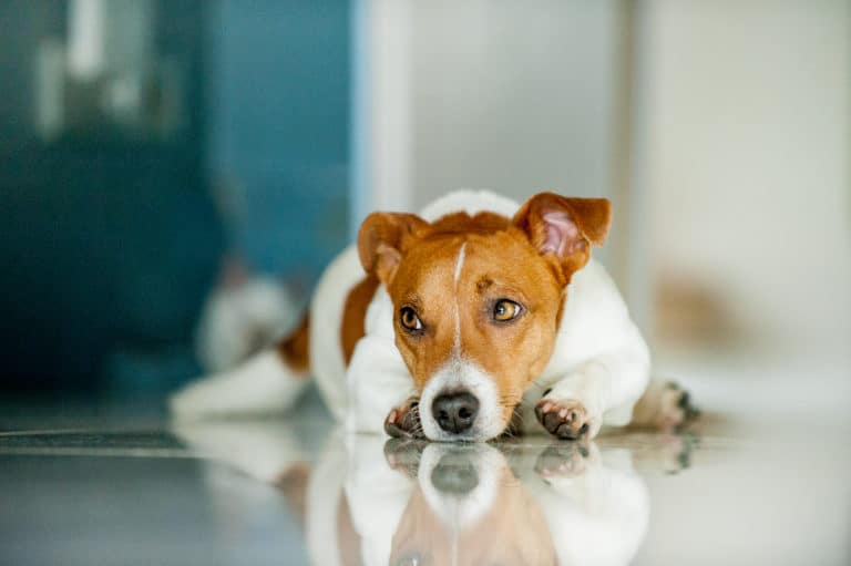 Hilfe mein Hund pinkelt nicht, was kann es sein?