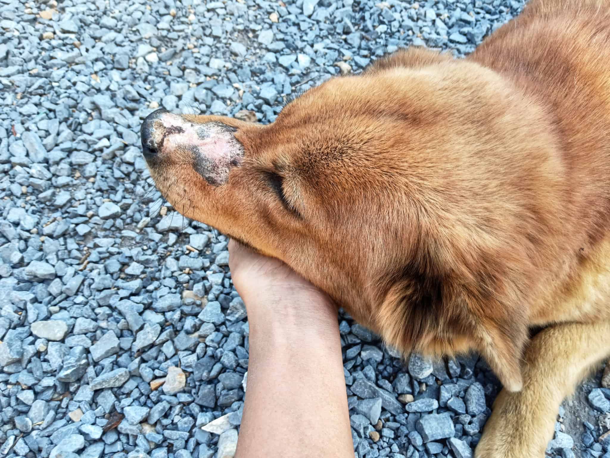 So wirst du lästigen Hautpilz bei deinem Hund schnell wieder los