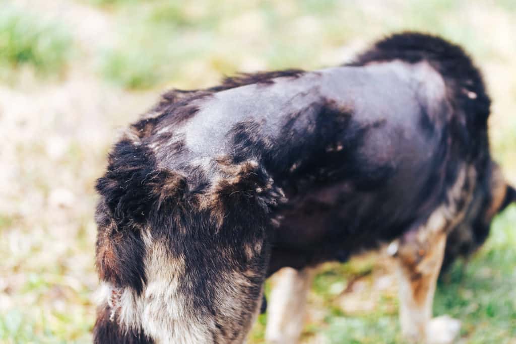 So wirst du lästigen Hautpilz bei deinem Hund schnell wieder los