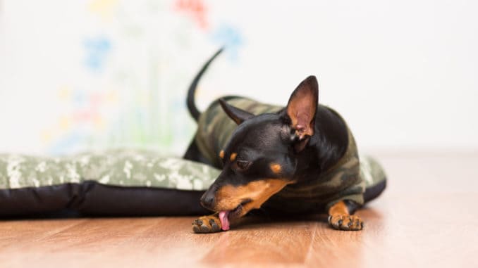 Khaki Hund leckt Fayzulin Serg Khaki Hund leckt Fayzulin Serg