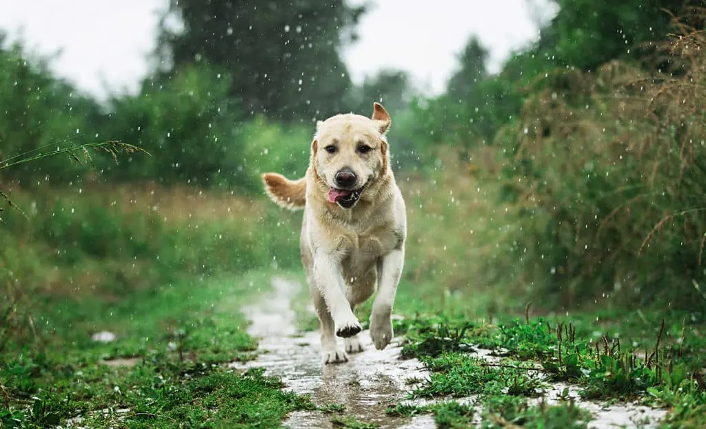 Labrador retriever läuft im Regen