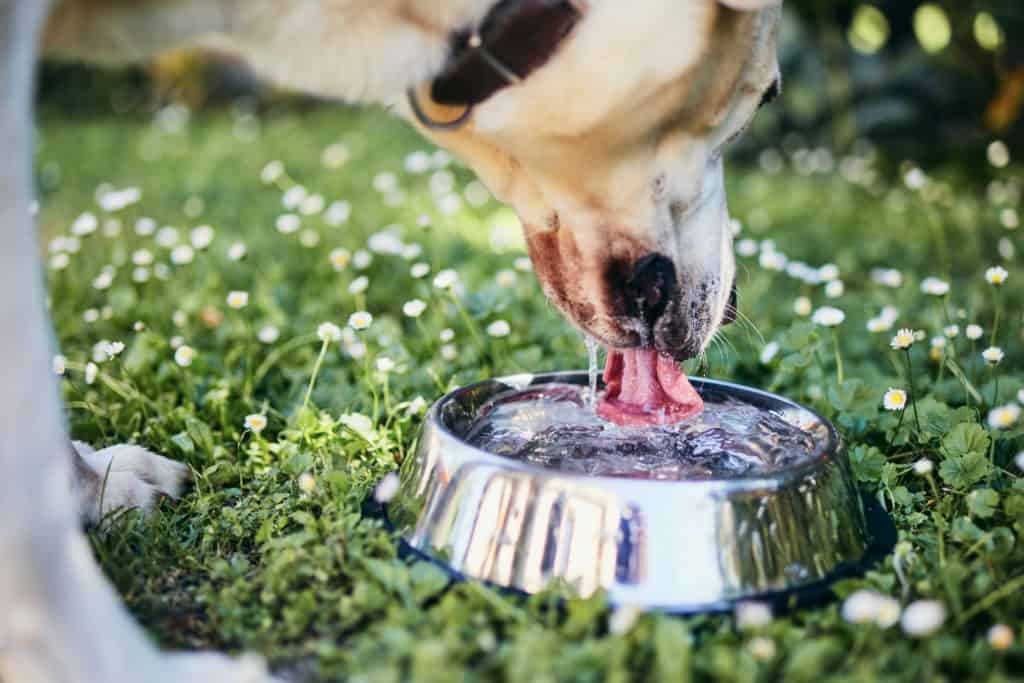 Labrador retriever trinkt Wasser im Freien