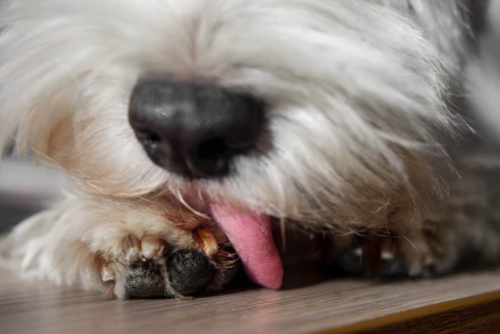 Nahaufnahme weißer Hund Julia Serdiuk