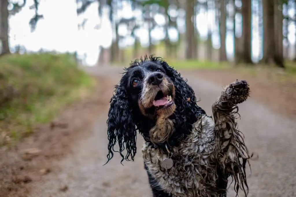 Nasser Hund David_Pastyka