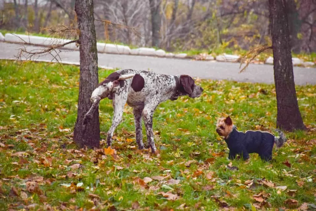 Pipi an den Baum