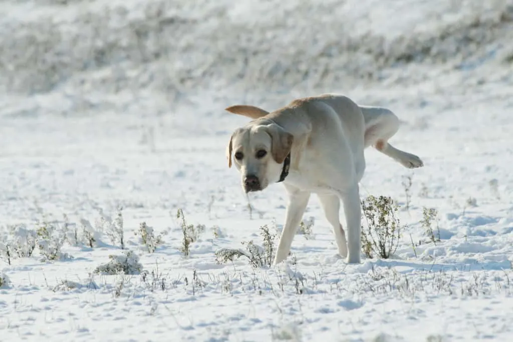 Blut im Urin ist nicht zu unterschätzen 
- Hund macht in den Schnee