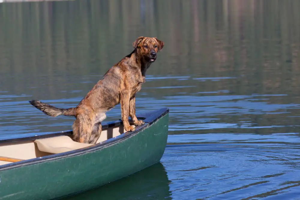 Plott Hound auf einem Boot