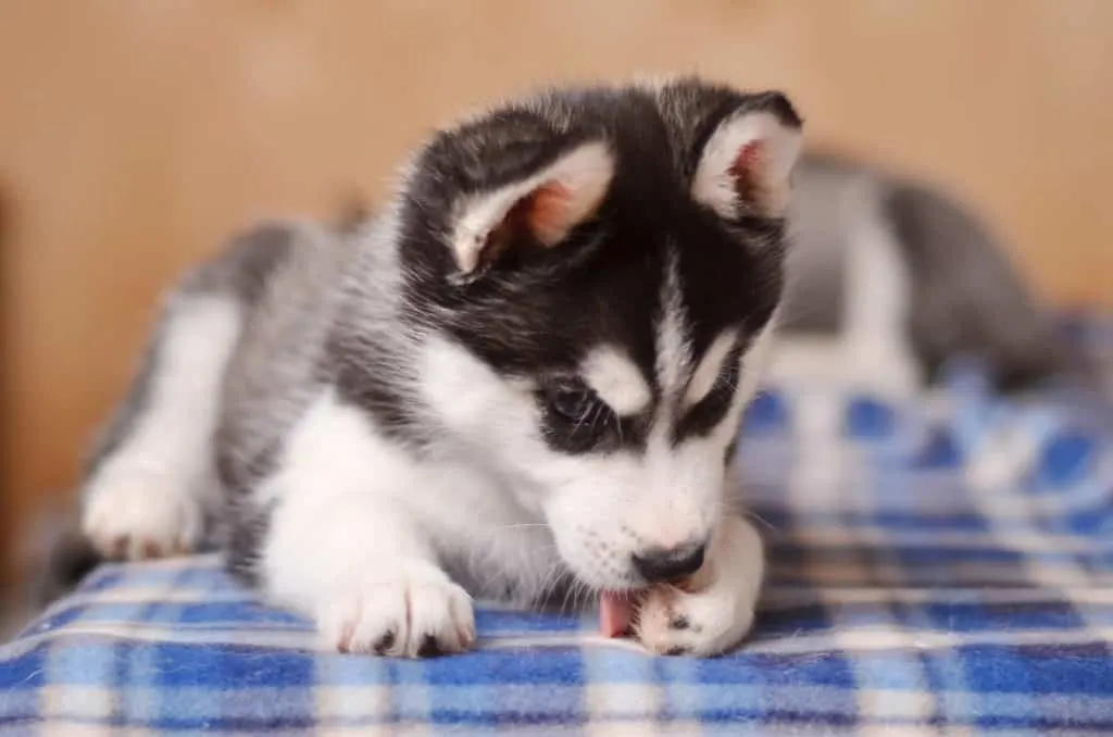 Puppy Husky Tati Argent