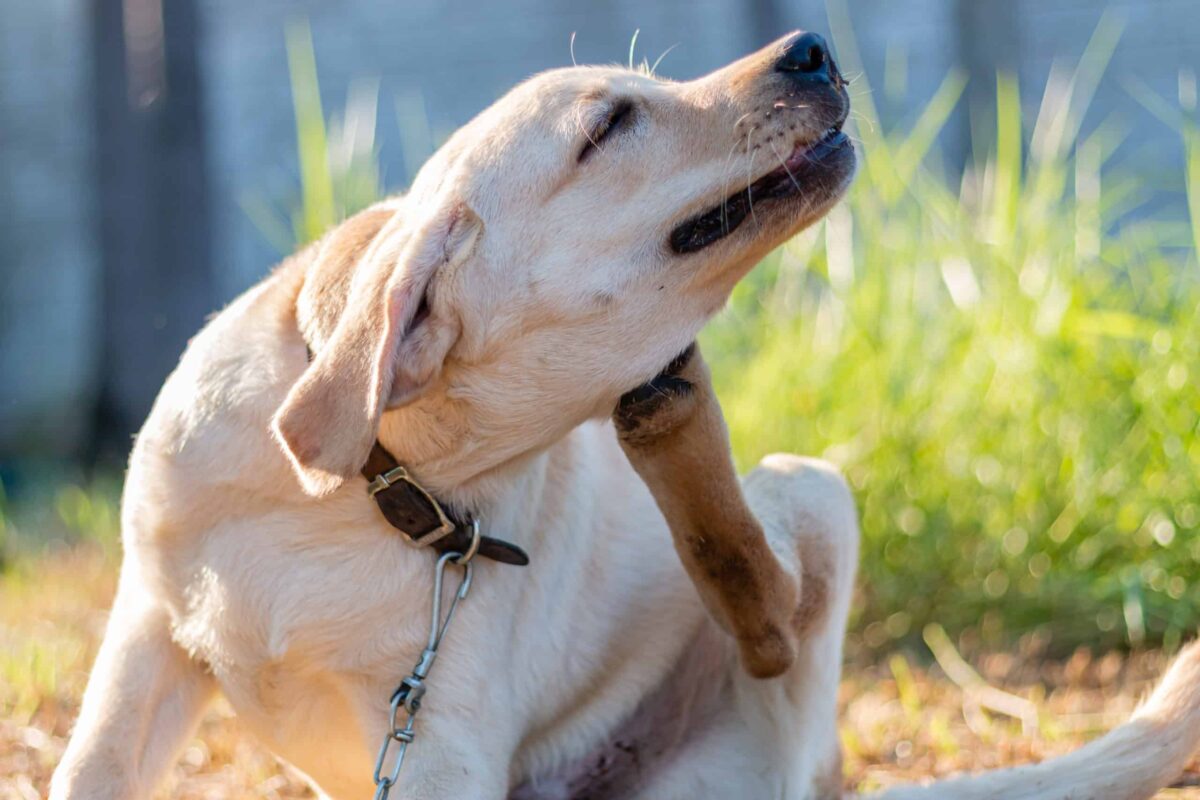Krallenbettentz ndung Beim Hund Ursachen Hausmittel Pflegetipps krallenbettentz-ndung-beim-hund-ursachen-hausmittel-pflegetipps
