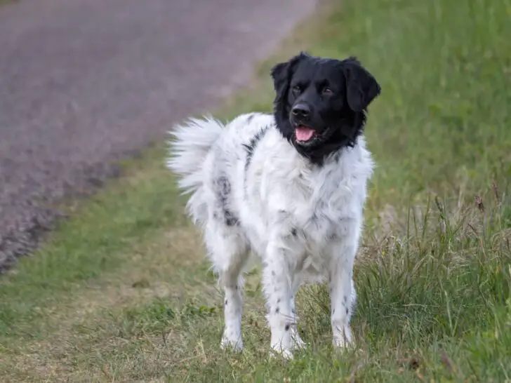 Stabijhoun – Friesicher Vorstehhund
