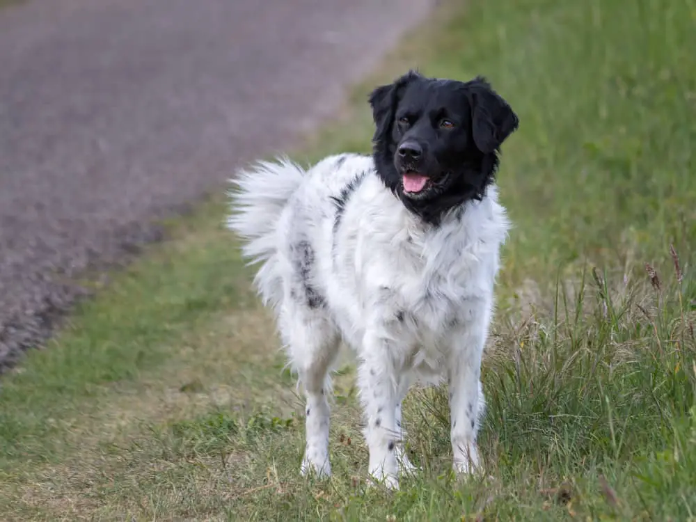 Stabijhoun, Friesischer Vorstehhund