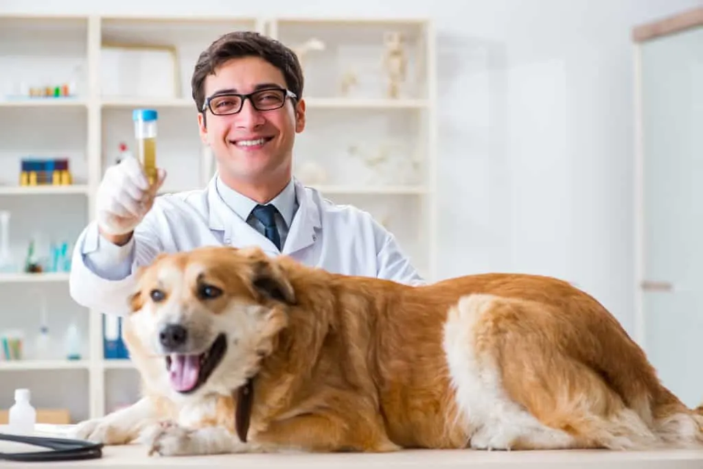 Tierarzt mit Urin
