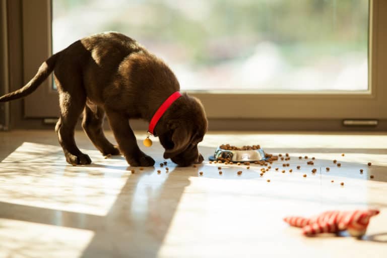 Apfelessig für den Hund ein Wundermittel?