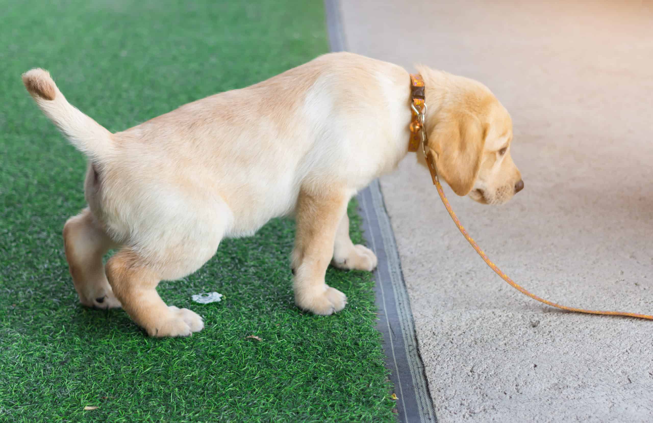 Hilfe, mein Hund pinkelt nicht 7 mögliche Ursachen