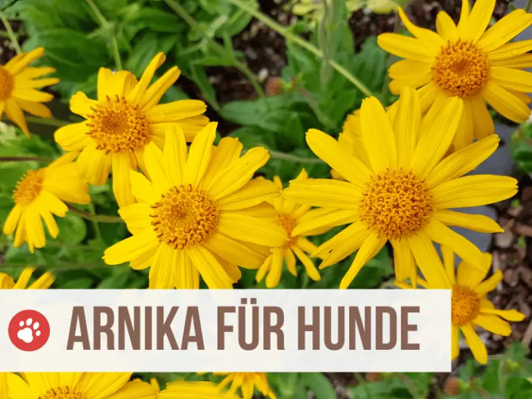 Arnika für deinen Hund: Bergblume mit Heilkraft [Dosierung + Anwendung]