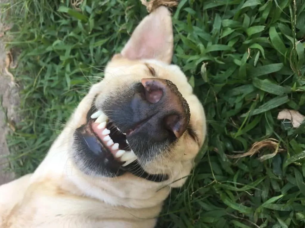 grinsender Hund