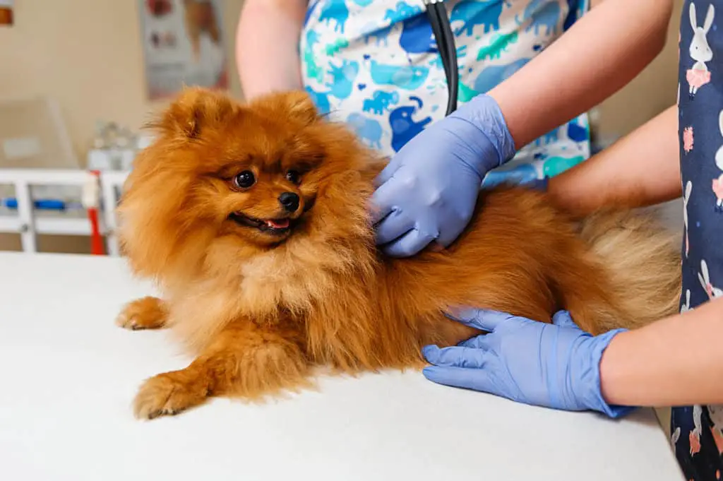 kleiner Hund beim Tierarzt