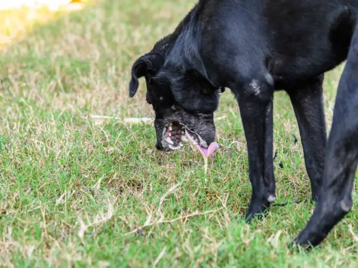 Mein Hund erbricht Schaum – Ist das gefährlich?