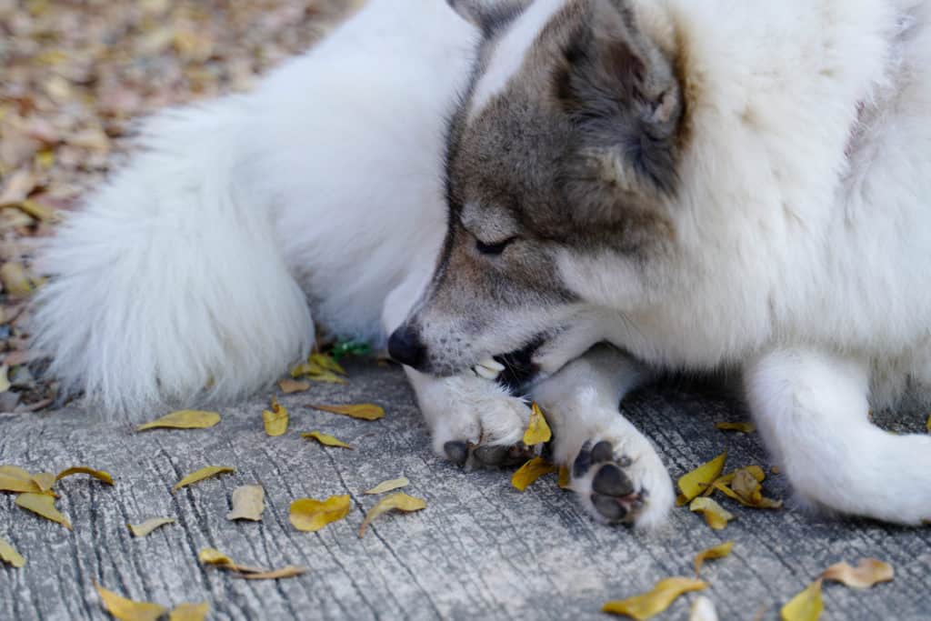 weißer Hund kanbbert an der Pfote KPhrom